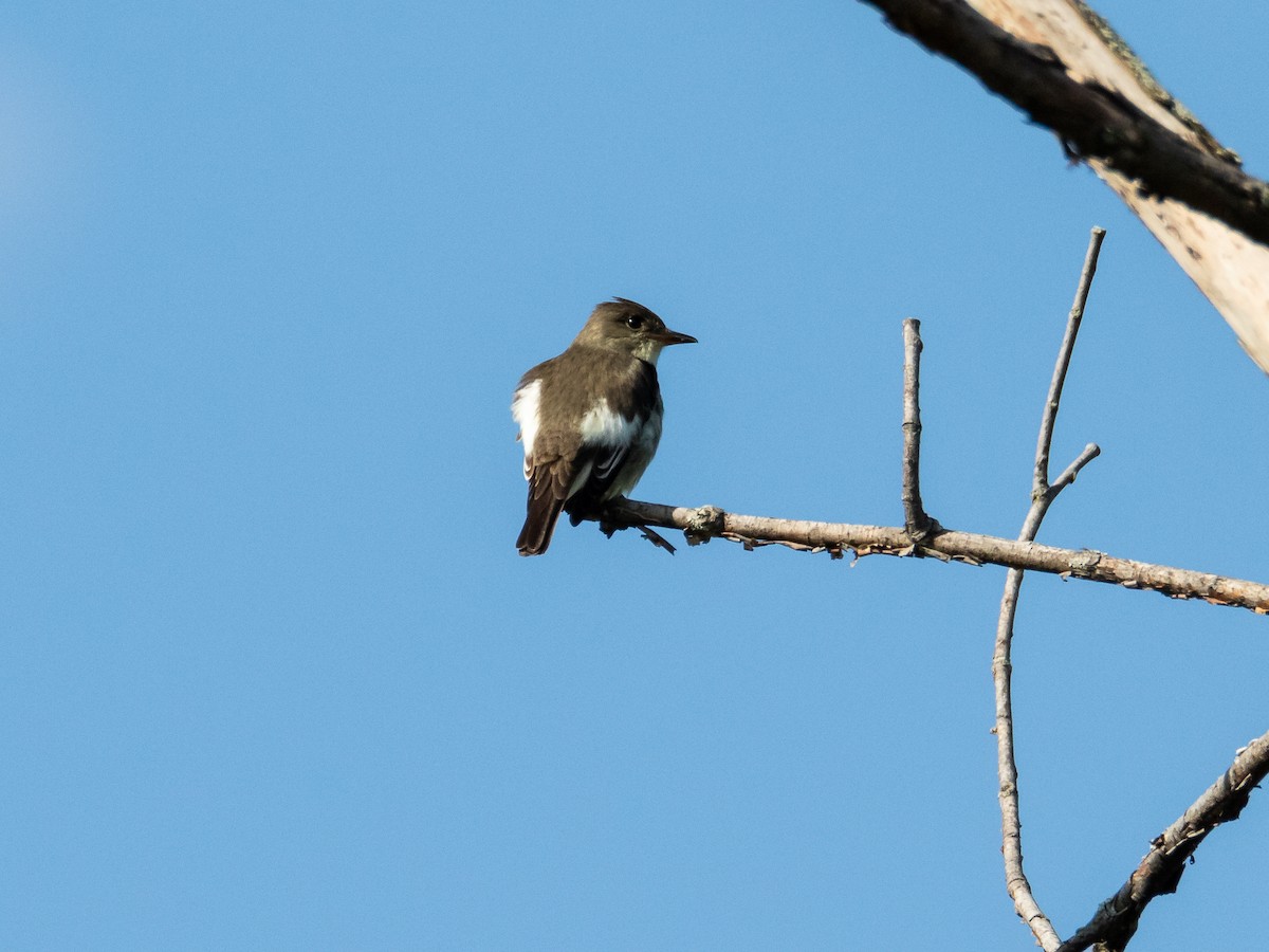 Olive-sided Flycatcher - Jean-Claude Charbonneau