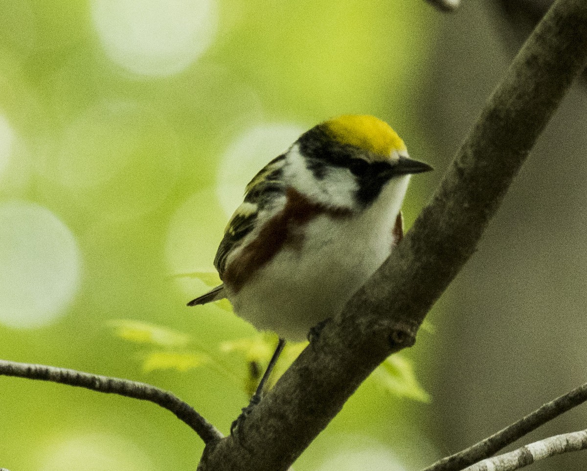 Chestnut-sided Warbler - ML160887231