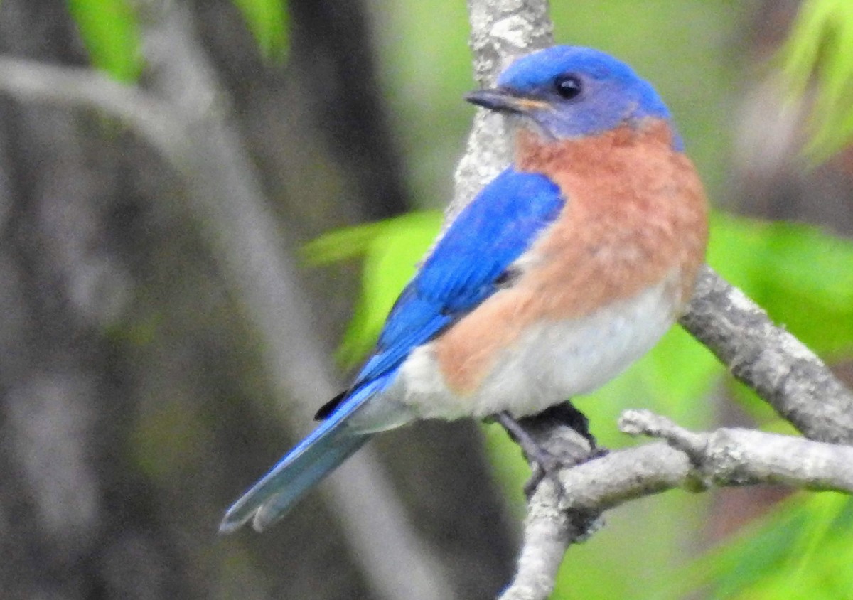 Eastern Bluebird - ML160887241