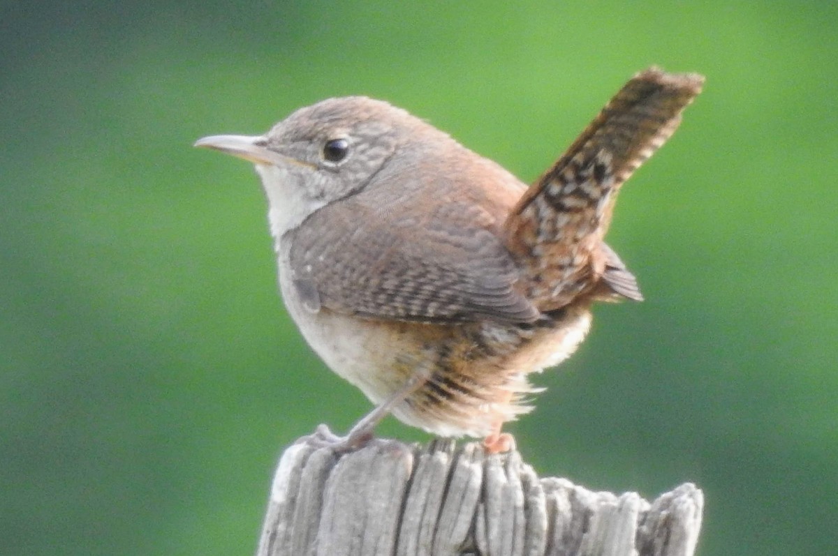 Northern House Wren - ML160887461