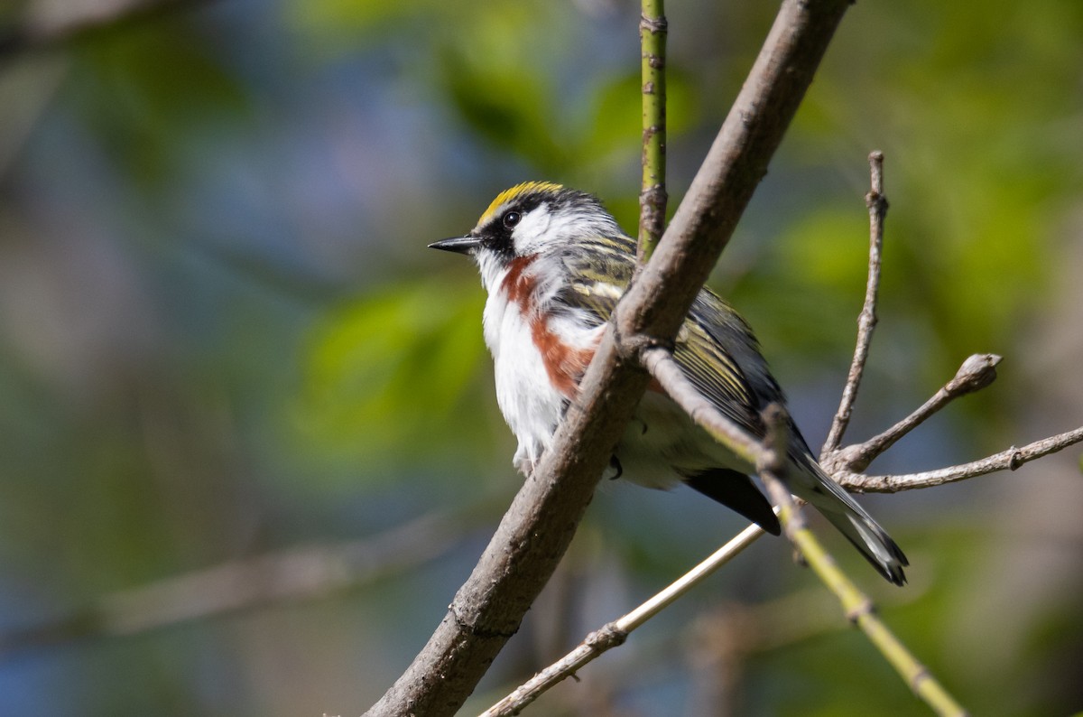 Chestnut-sided Warbler - ML160887511