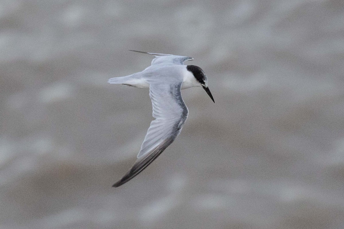 Little Tern - ML160888451