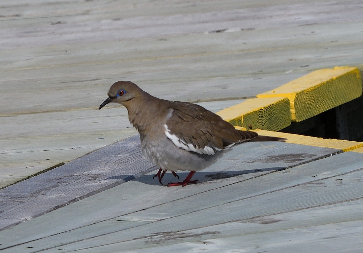 White-winged Dove - Woody Gillies