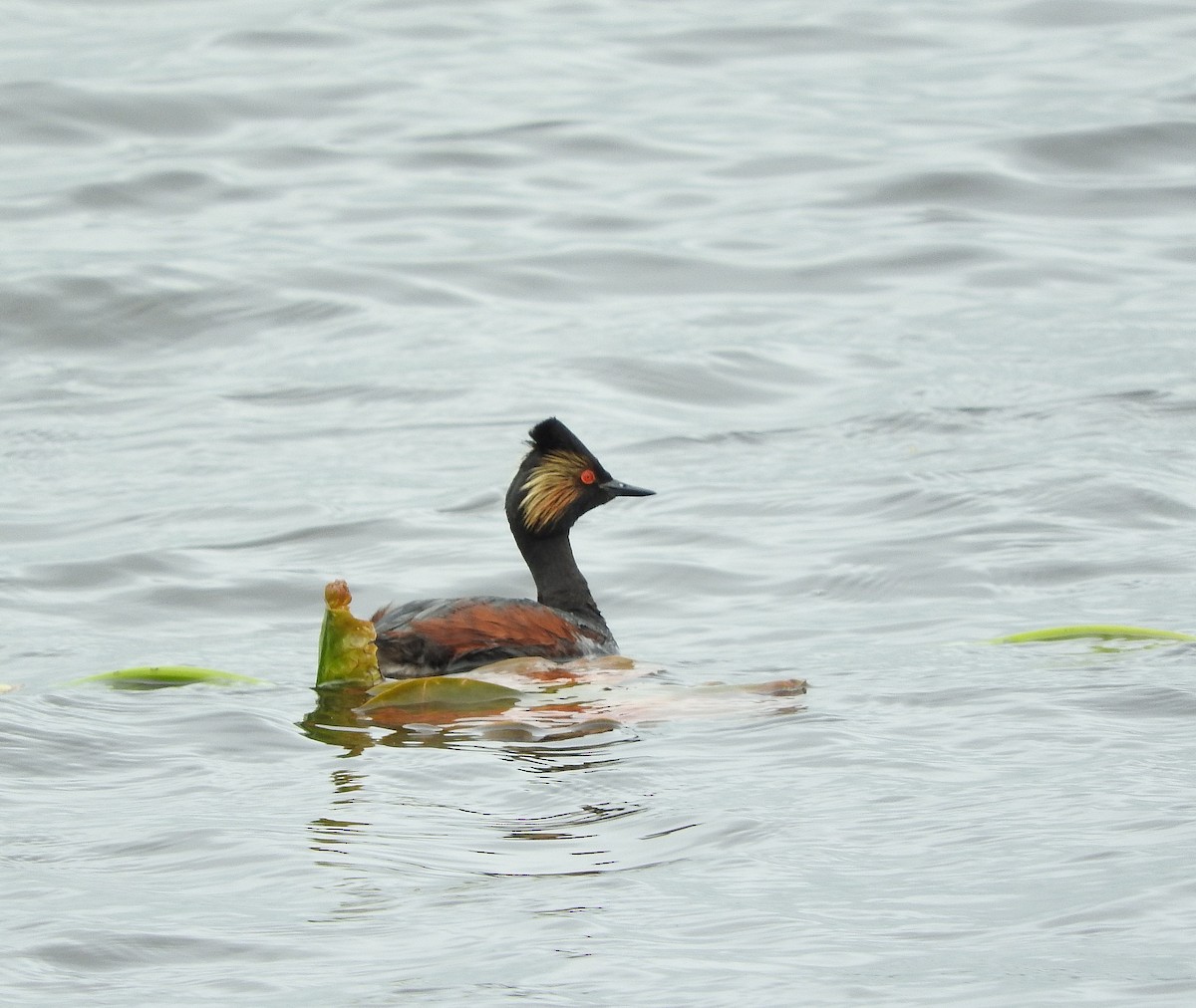 Eared Grebe - ML160890361