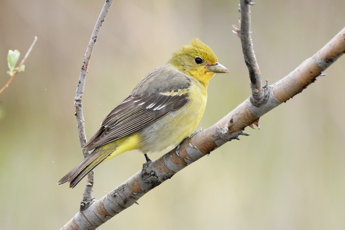 Western Tanager - ML160892511