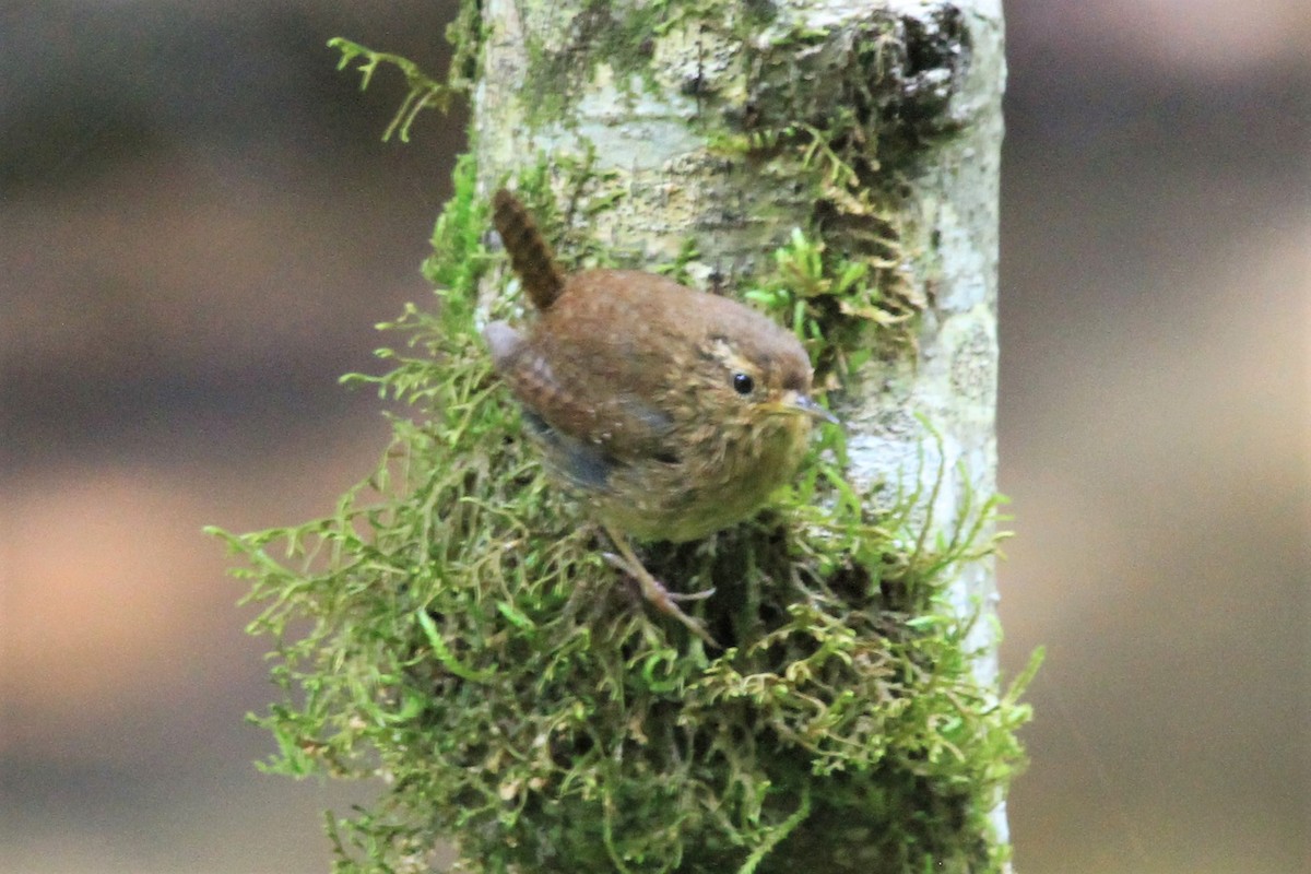 Pacific Wren - ML160893841