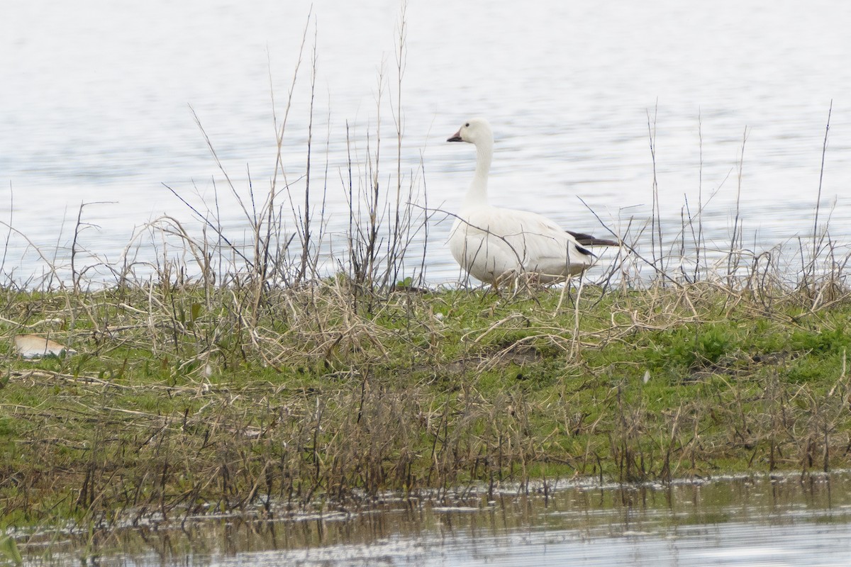 Snow Goose - Darren Clark