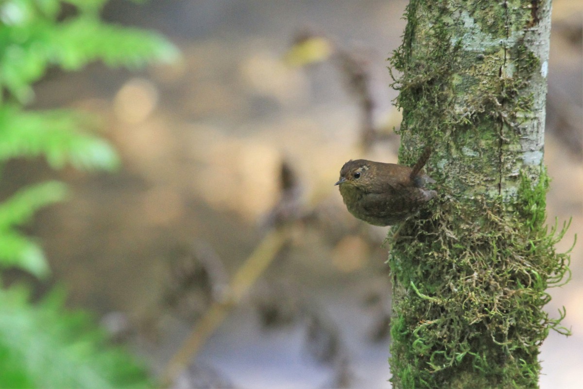 Pacific Wren - ML160893871