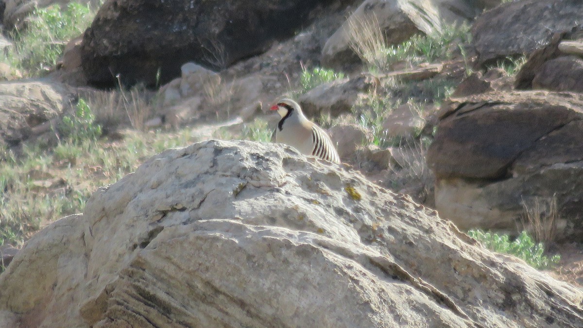 Chukarhuhn - ML160894861