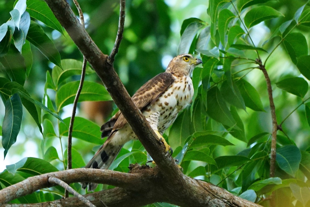 Crested Goshawk - Niao Pan