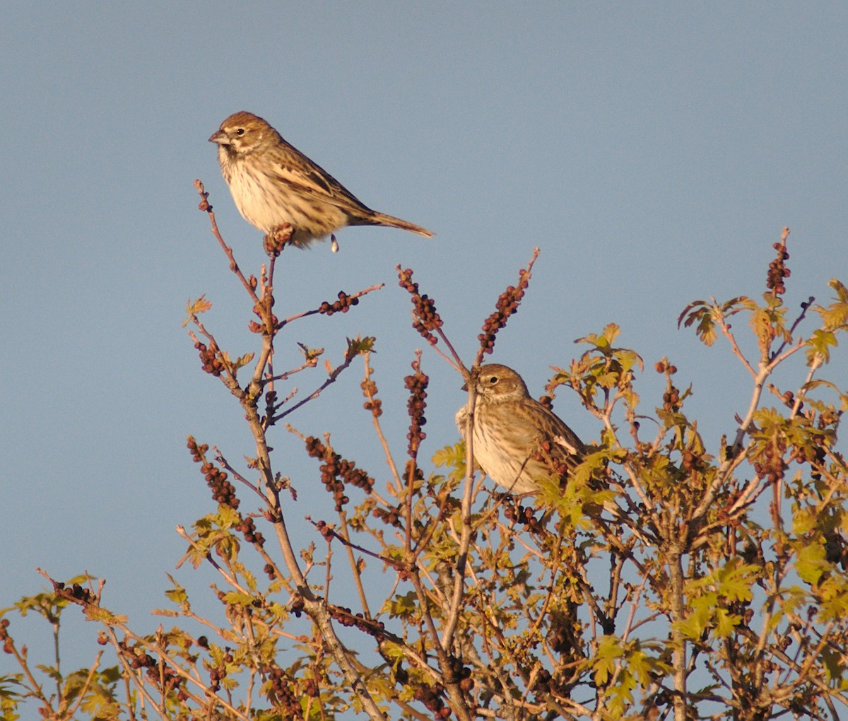 Lark Bunting - ML160896231