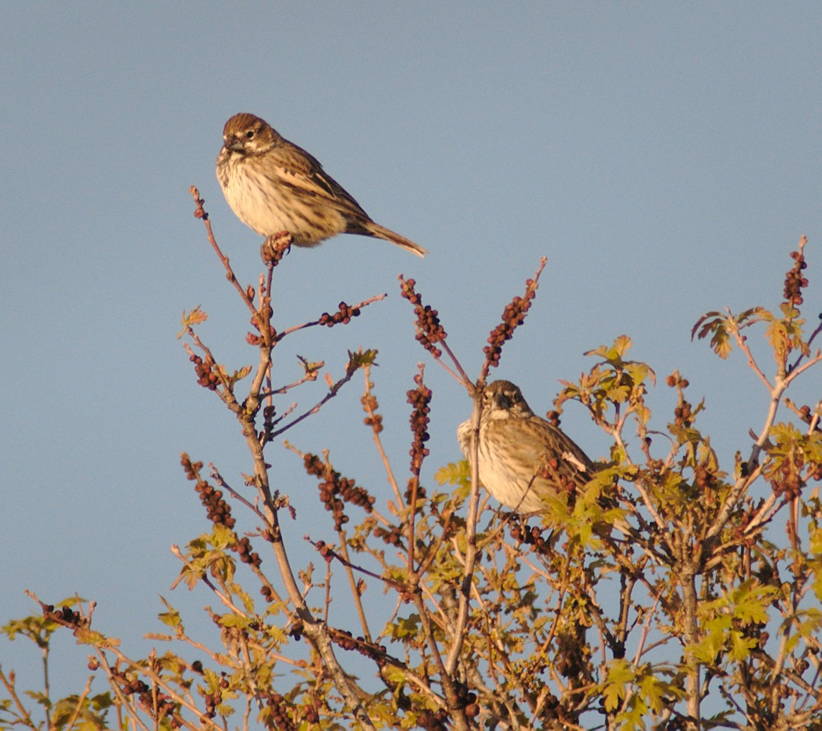 Lark Bunting - ML160896241