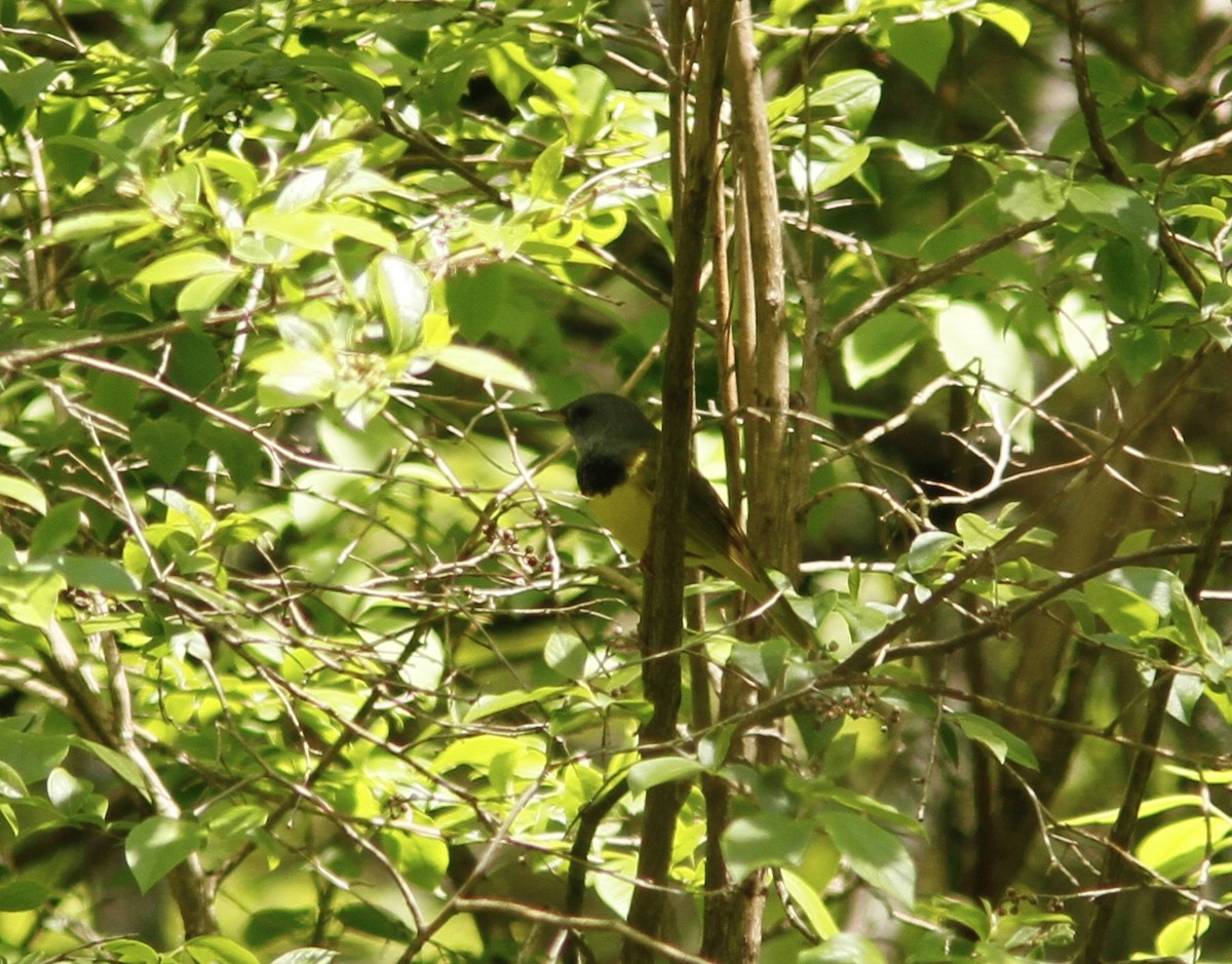 Mourning Warbler - ML160896901