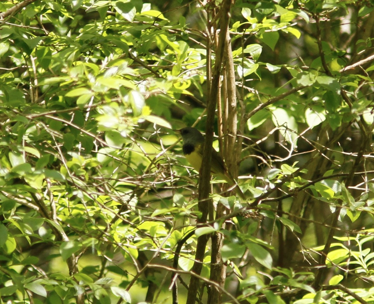 Mourning Warbler - ML160896911