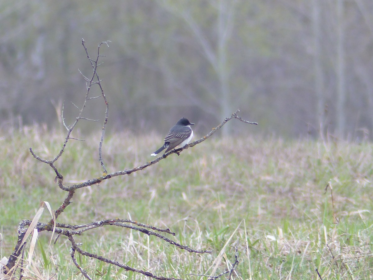 Schieferrücken-Königstyrann - ML160897561