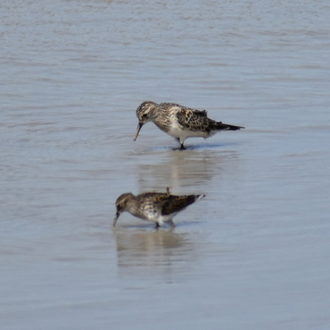 Bairdstrandläufer - ML160898381