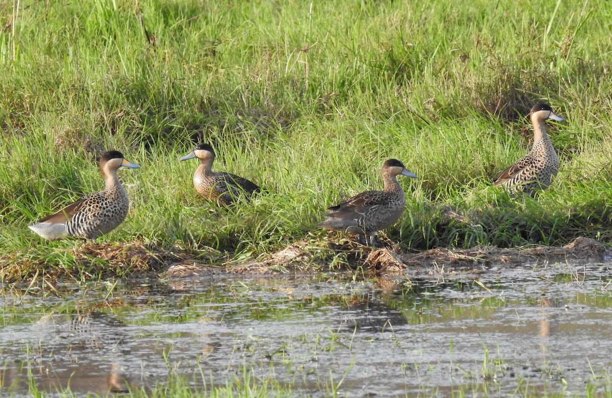 Silver Teal - ML160898991