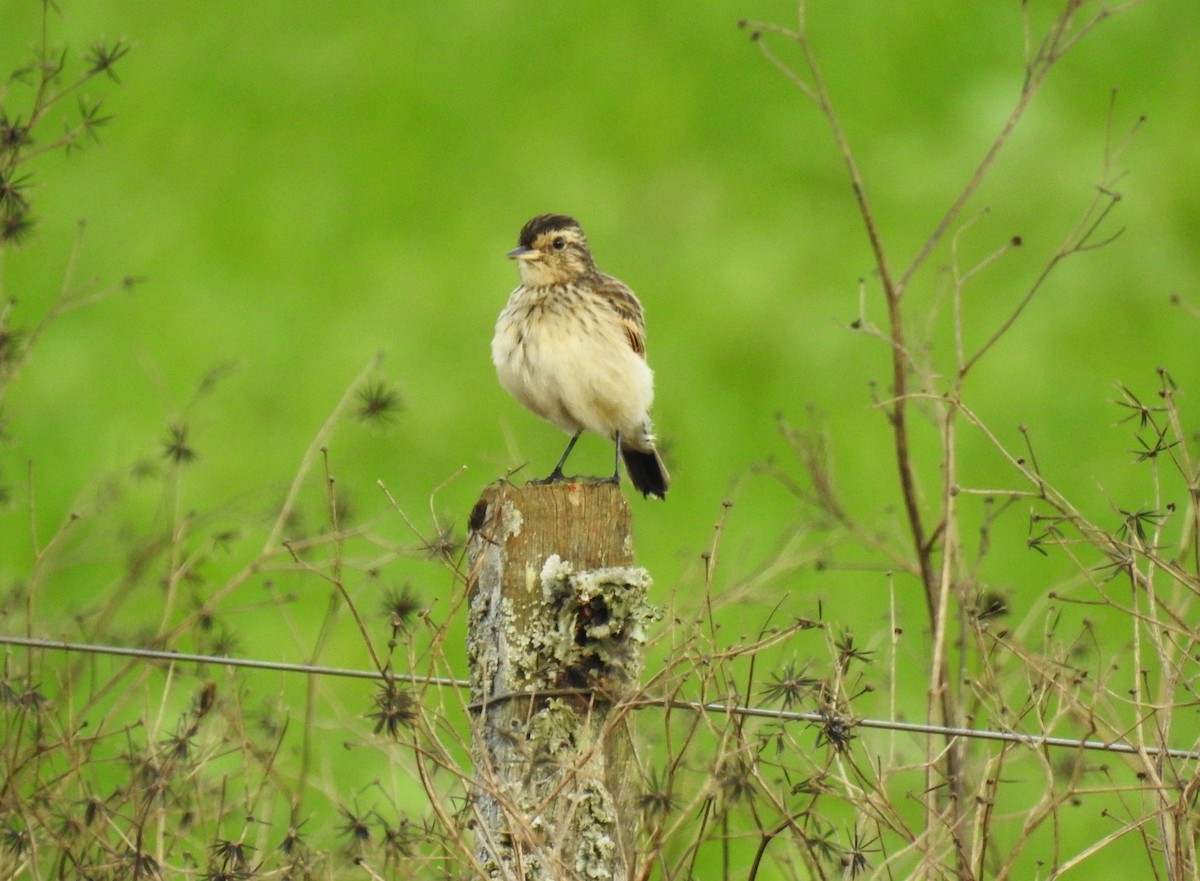 Spectacled Tyrant - ML160899401