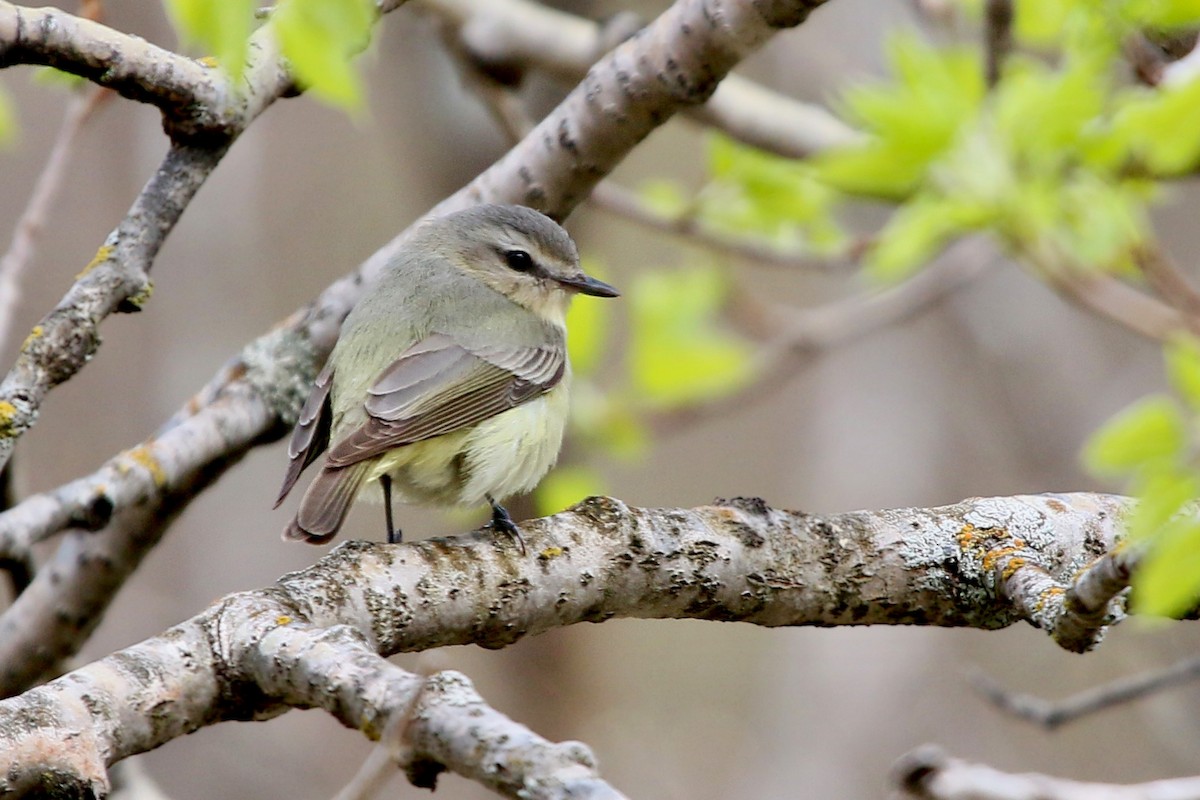 Vireo Gorjeador - ML160899611