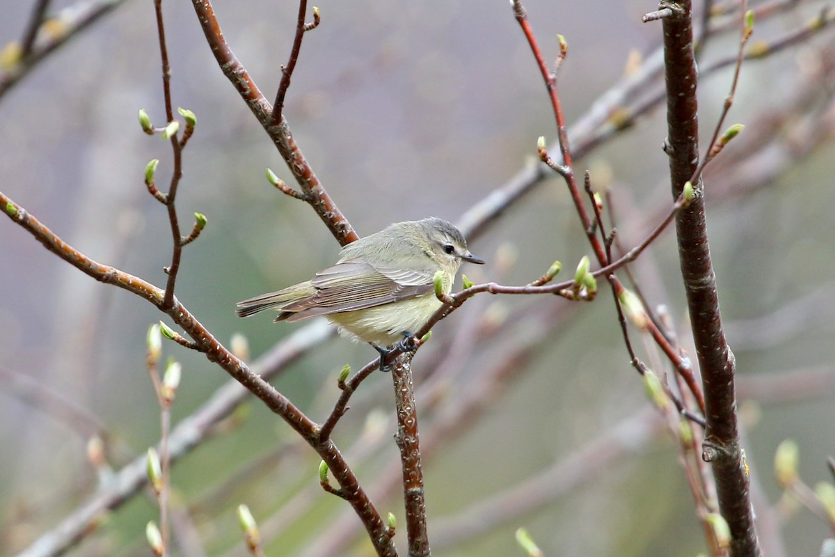 Ötücü Vireo - ML160899641