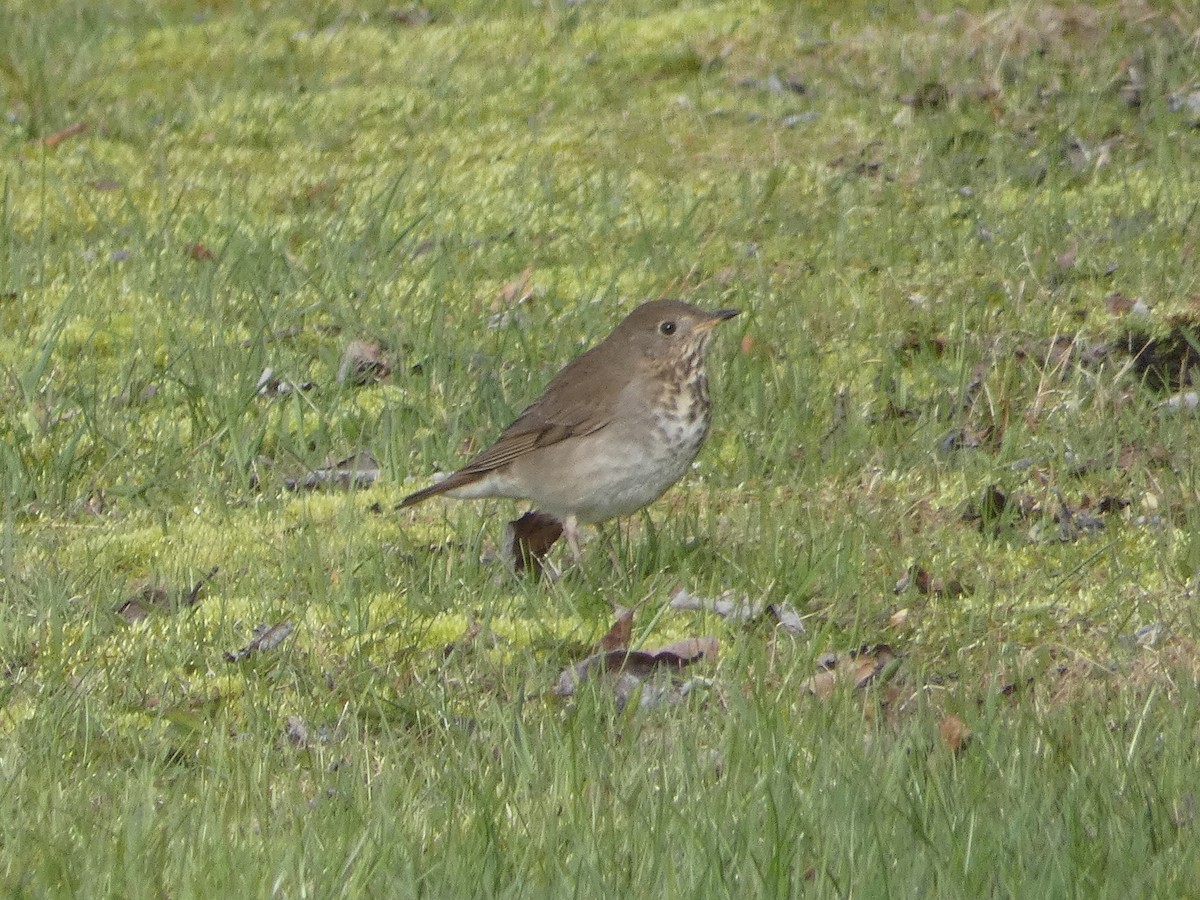 Gray-cheeked Thrush - ML160900431