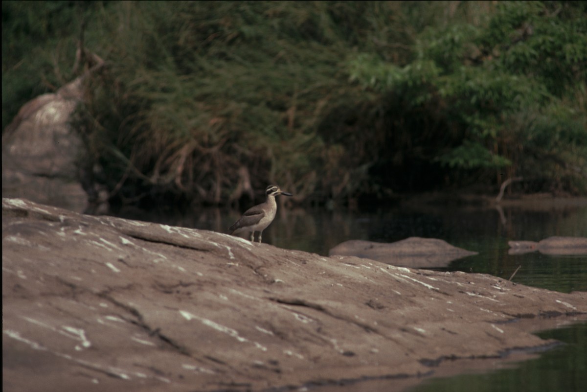 Great Thick-knee - ML160902791