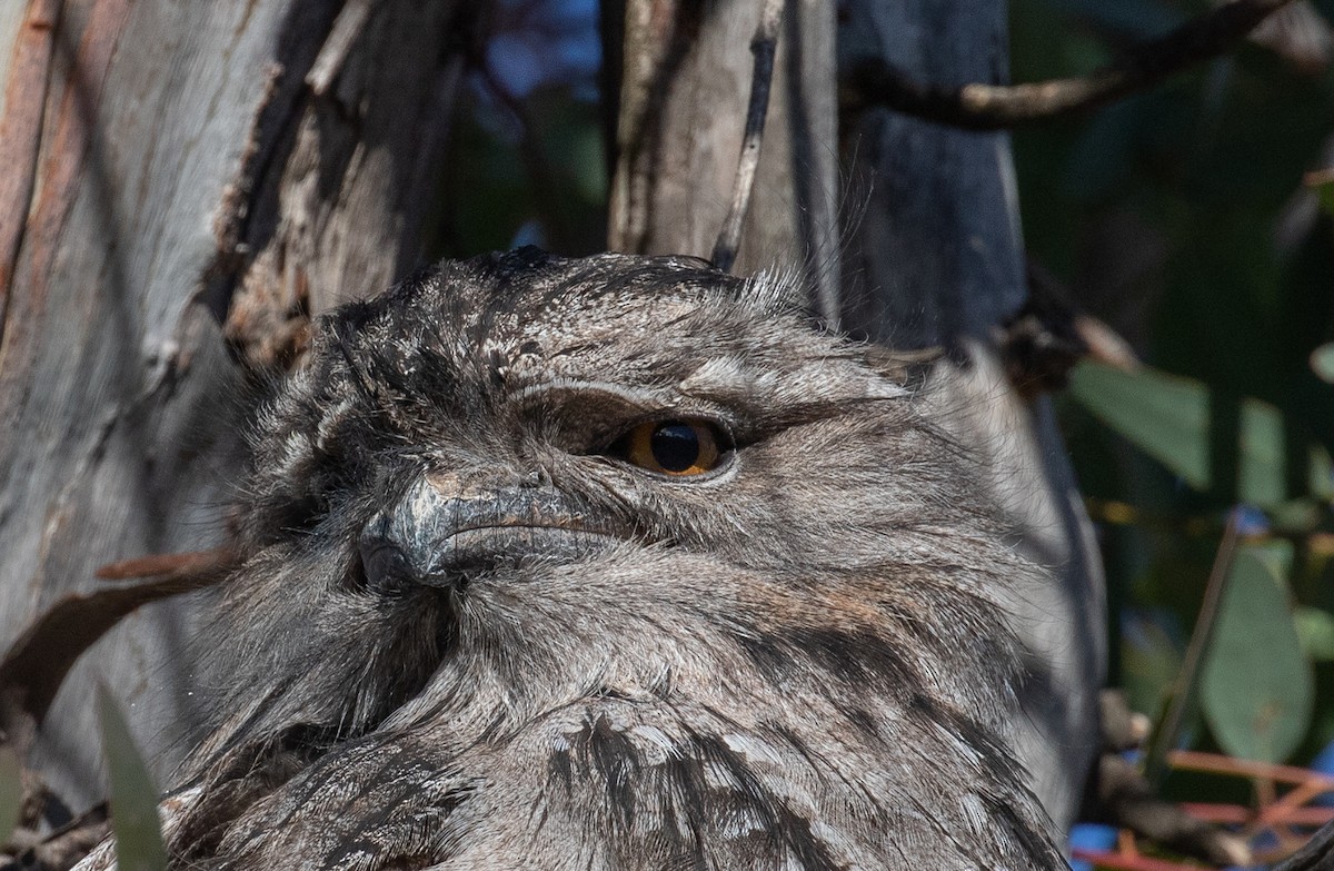 Tawny Frogmouth - ML160904651