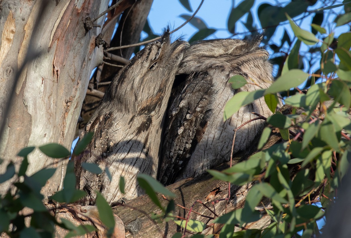 Tawny Frogmouth - ML160904761