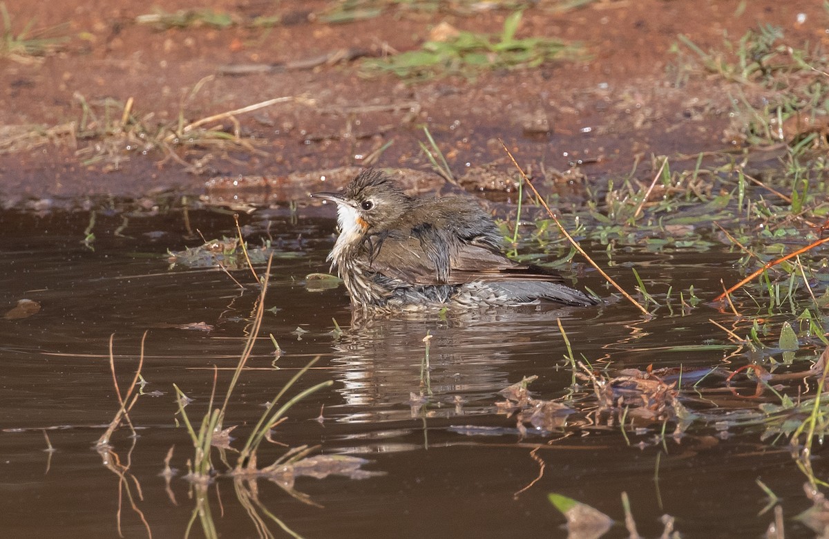 White-throated Treecreeper - ML160905361