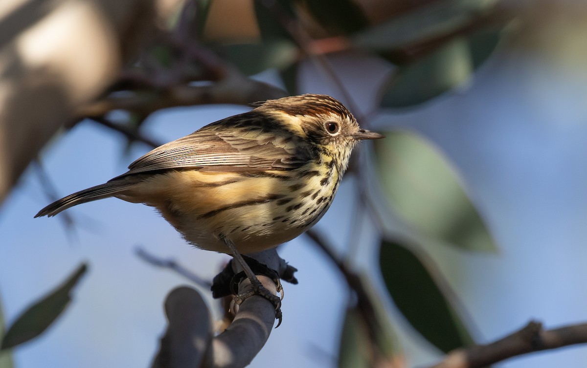 Speckled Warbler - shorty w