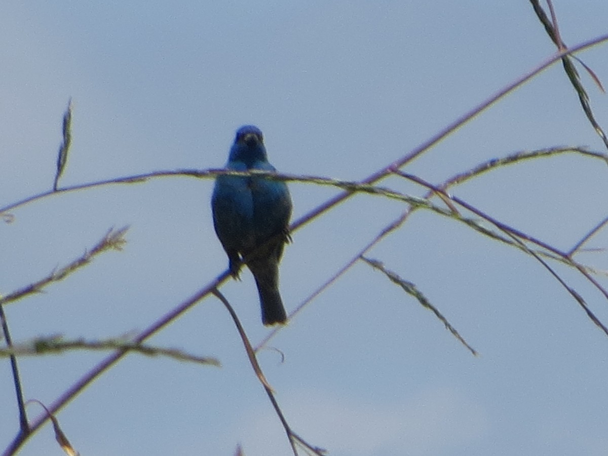 Indigo Bunting - ML160907101