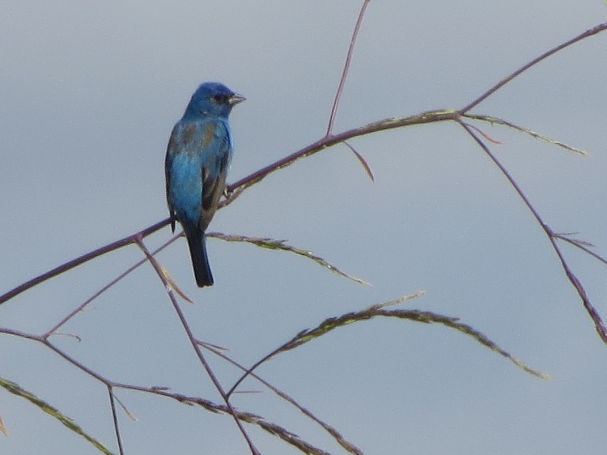 Indigo Bunting - brian ibenthal