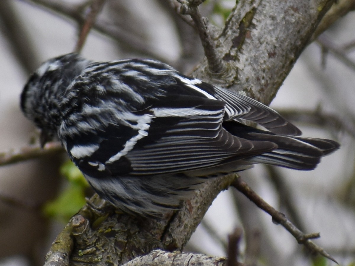 Black-and-white Warbler - ML160908661