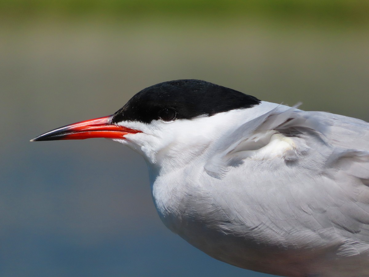 Common Tern - Lancy Cheng