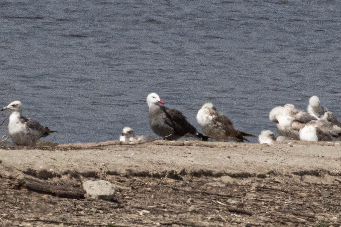 Heermann's Gull - Anthony Metcalf