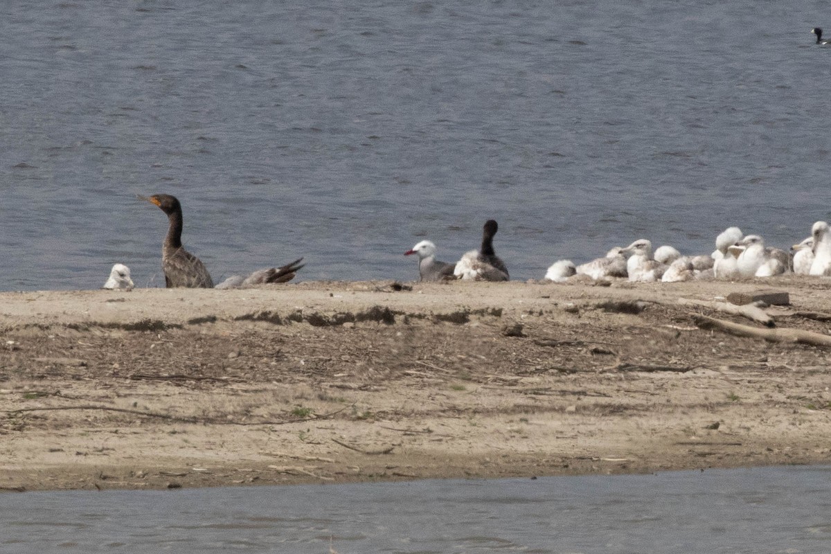 Heermann's Gull - ML160909791