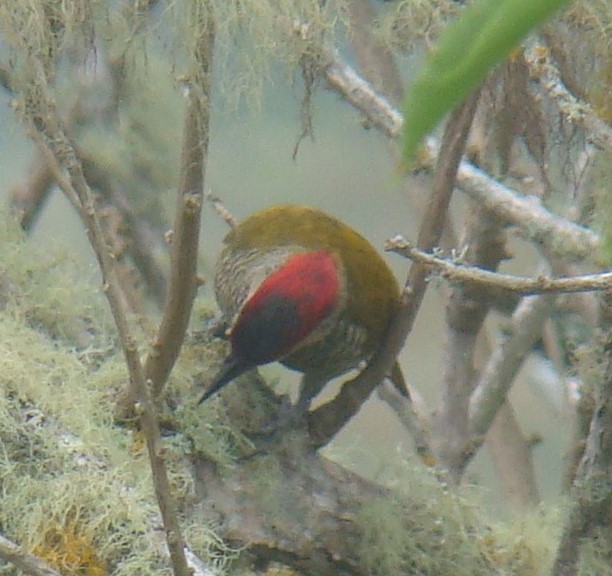 Golden-olive Woodpecker - ML160910671