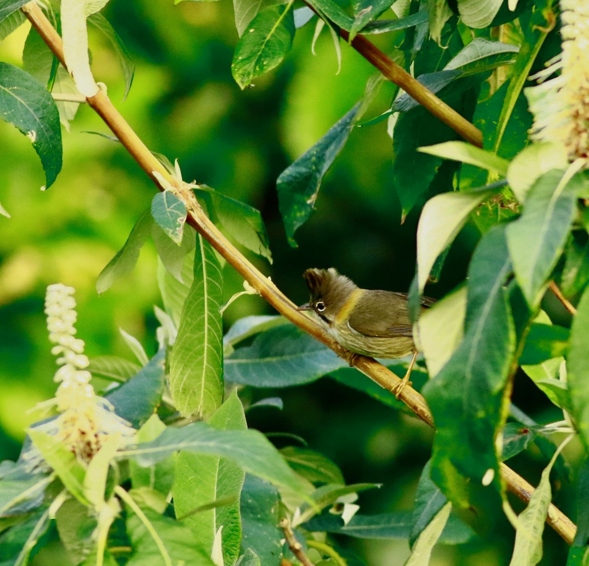 Whiskered Yuhina - Sudhir Herle