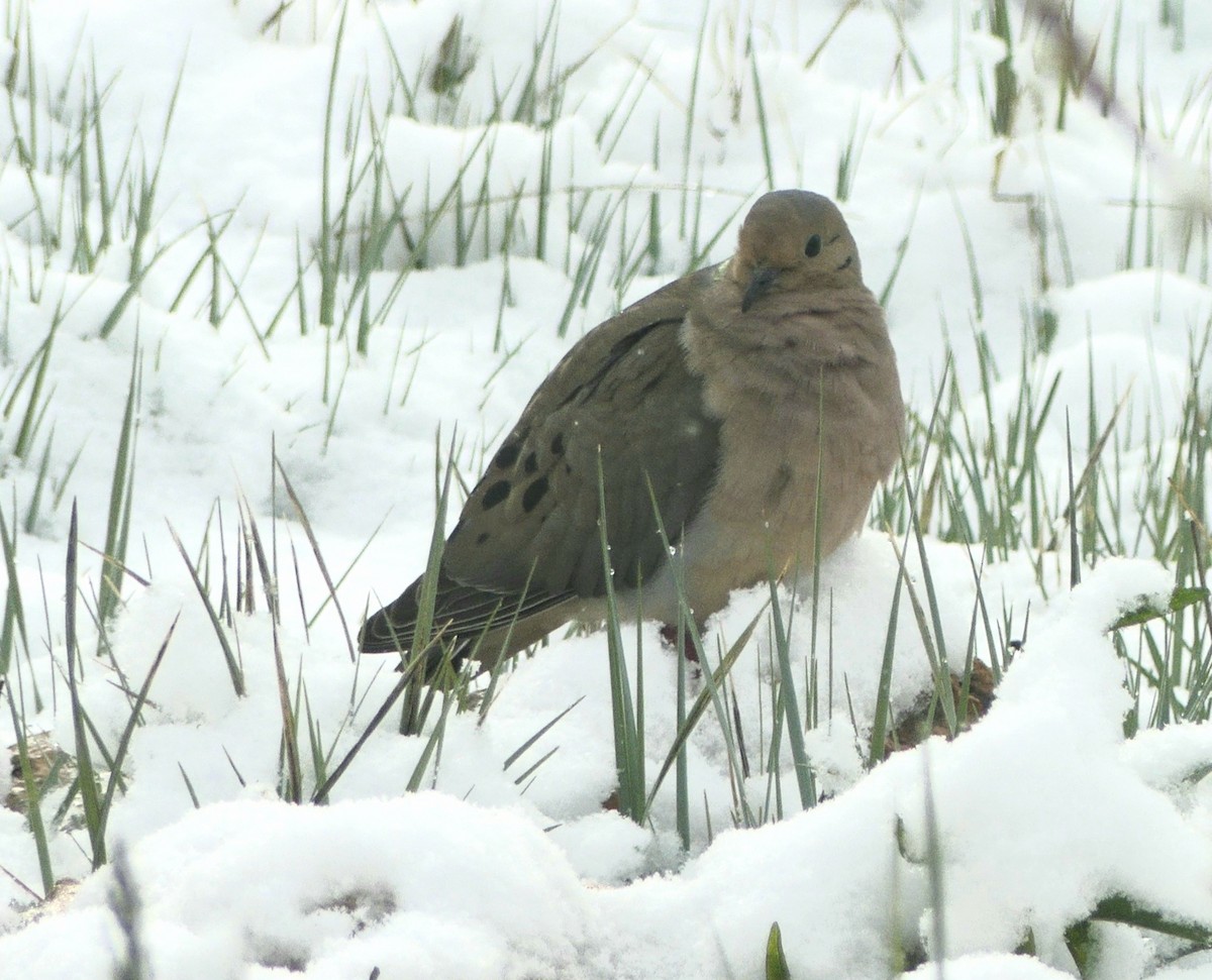 Mourning Dove - Kirsti Aamodt