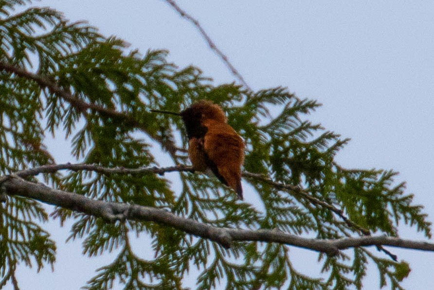 Rufous Hummingbird - John Reynolds