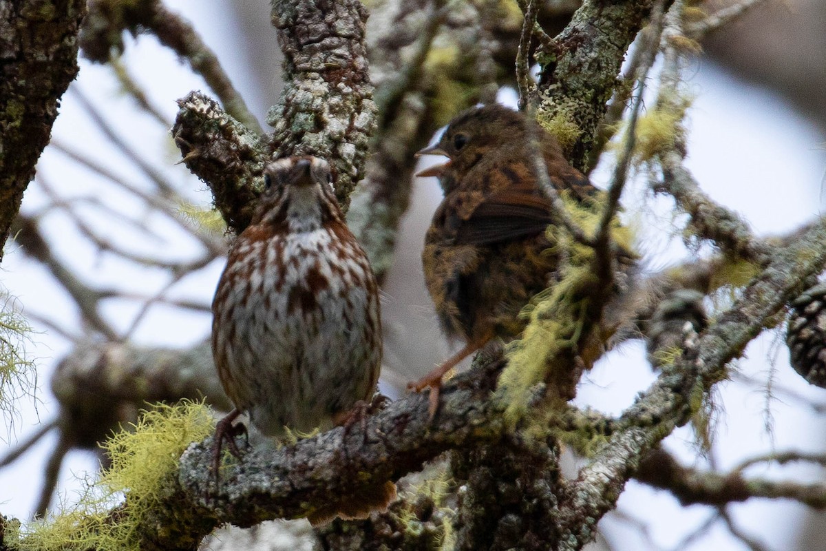 Song Sparrow - John Reynolds