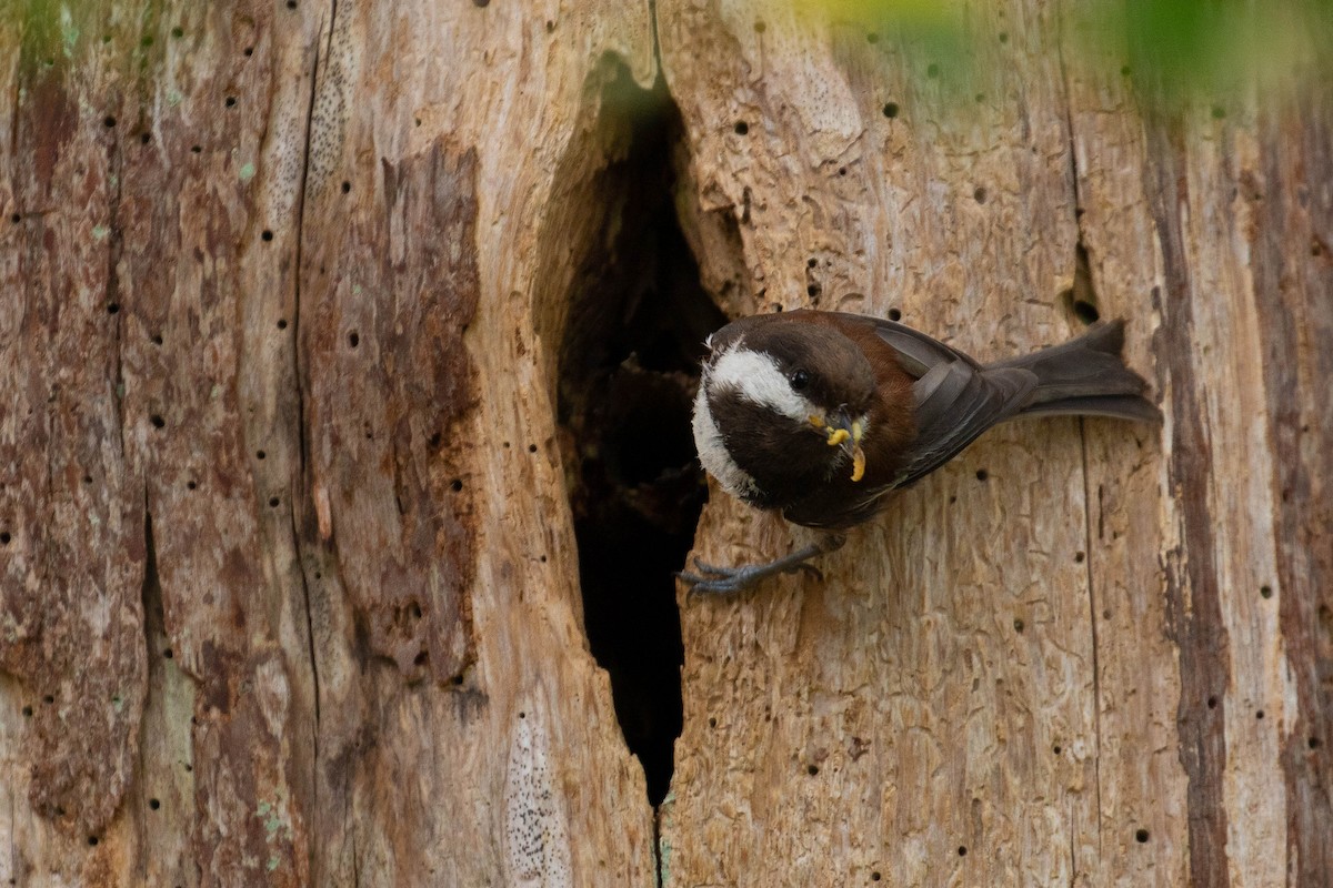 Mésange à dos marron - ML160913471