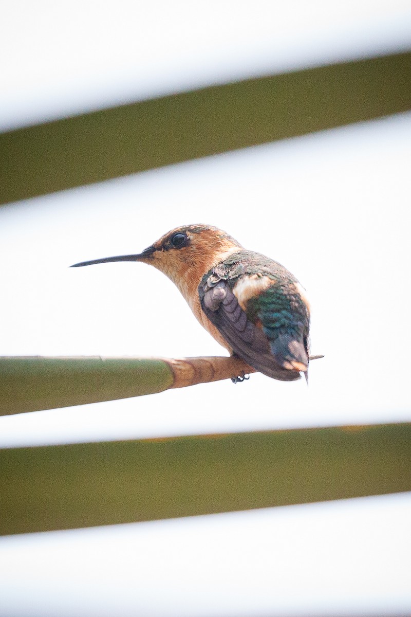 Sparkling-tailed Hummingbird - Rodrigo Lopez