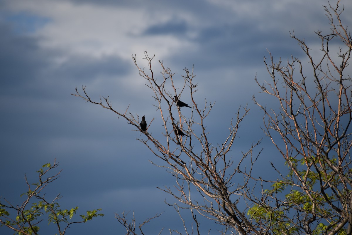 Brown-headed Cowbird - ML160915731
