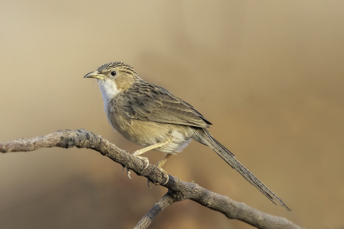 Common Babbler - Sriram Reddy