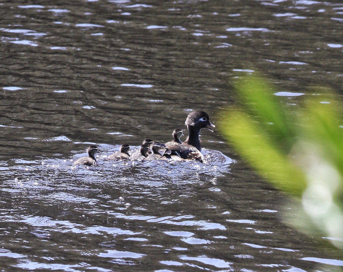 Wood Duck - ML160916661