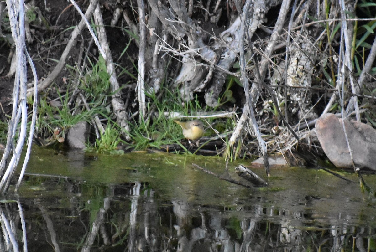 Common Yellowthroat - ML160916711