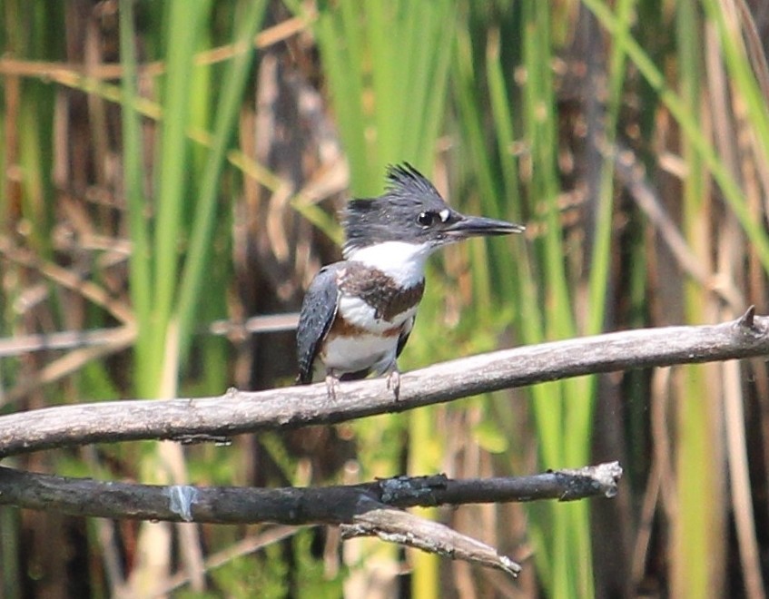 Belted Kingfisher - ML160920111