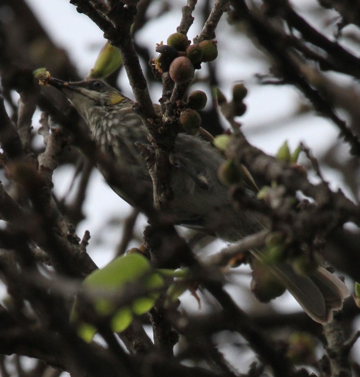 Streak-breasted Honeyeater - Colin Trainor