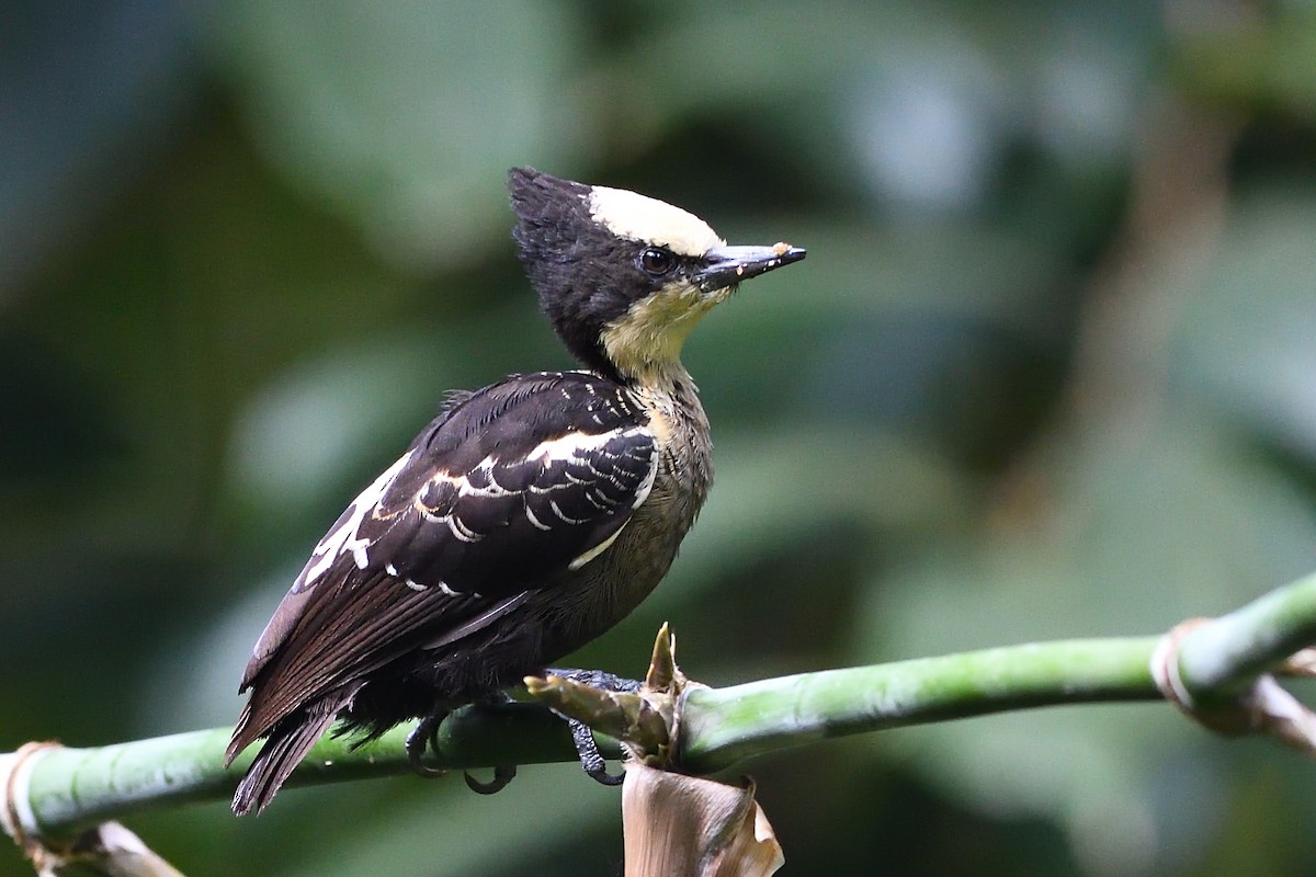 Heart-spotted Woodpecker - Sriram Reddy